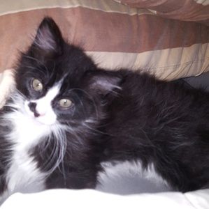 Meet your Posher, Bridgett